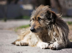 16 марта в Южно-Кубанском сельском поселении будет организован отлов бездомных собак